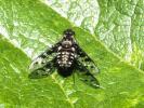  Anthrax varius Fabricius, 1794