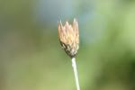 Xéranthème fétide Xeranthemum cylindraceum Sm., 1813