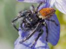  Carrhotus xanthogramma (Latreille, 1819)