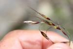 Agrostide des Alpes Agrostis alpina Scop., 1771