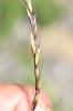 Agrostide des Alpes Agrostis alpina Scop., 1771