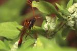  Therion circumflexum (Linnaeus, 1758)