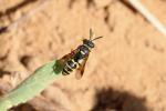  Hoplisoides punctuosus (Eversmann, 1849)