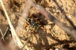  Hoplisoides punctuosus (Eversmann, 1849)