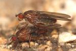  Dryomyza flaveola (Fabricius, 1794)