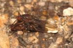  Dryomyza flaveola (Fabricius, 1794)