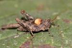 Tétrix des plages, Tétrix méridional Paratettix meridionalis (Rambur, 1838)