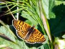Mélitée du Plantain (La), Déesse à ceinturons (La) Melitaea cinxia (Linnaeus, 1758)