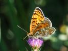 Mélitée des Centaurées (La), Grand Damier (Le) Melitaea phoebe (Denis & Schiffermüller, 1775)