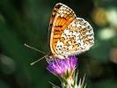Mélitée des Centaurées (La), Grand Damier (Le) Melitaea phoebe (Denis & Schiffermüller, 1775)