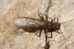  Perla marginata (Panzer, 1799)