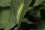  Emmelina monodactyla (Linnaeus, 1758)