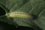  Emmelina monodactyla (Linnaeus, 1758)