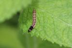  Acompsia schmidtiellus (Heyden, 1848)