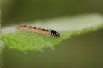  Acompsia schmidtiellus (Heyden, 1848)