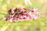 Orchis à odeur de vanille Anacamptis fragrans (Pollini) R.M.Bateman, 2003