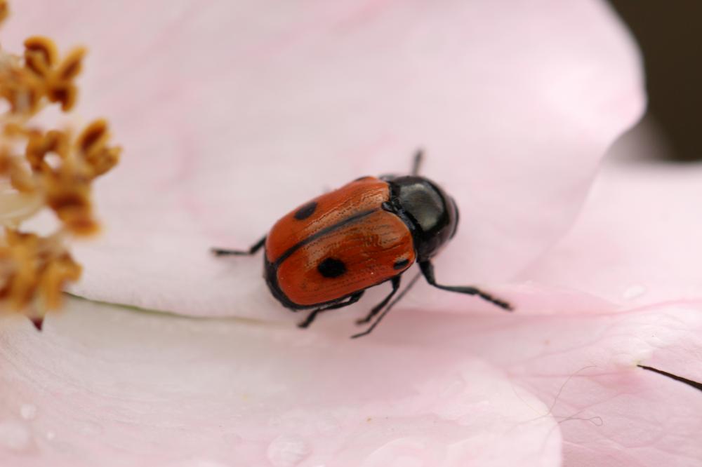 Cryptocephalus bipunctatus (Linnaeus, 1758)