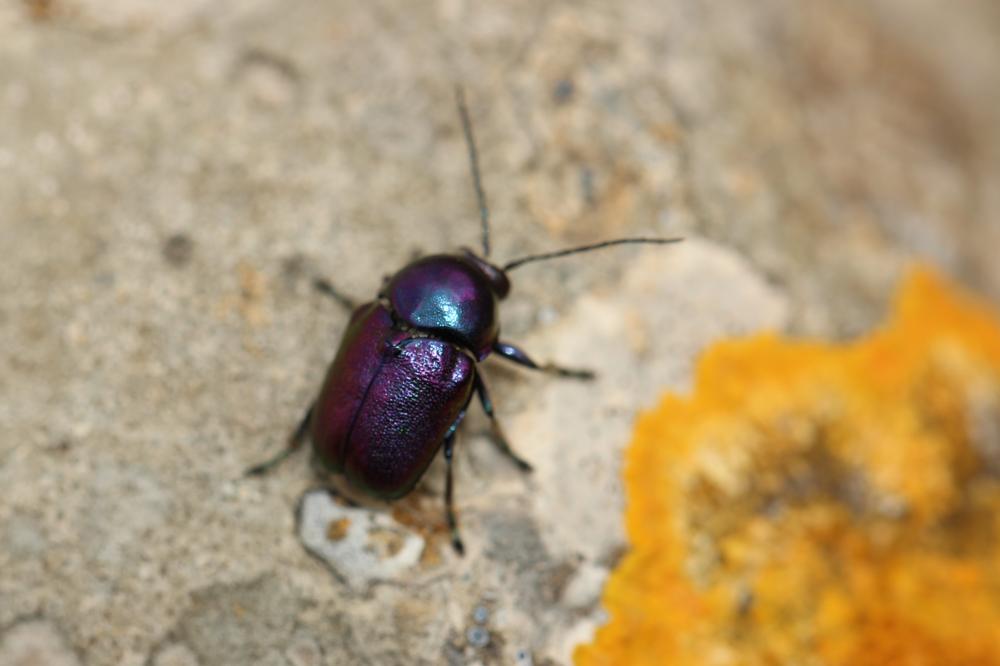  Cryptocephalus Geoffroy, 1762