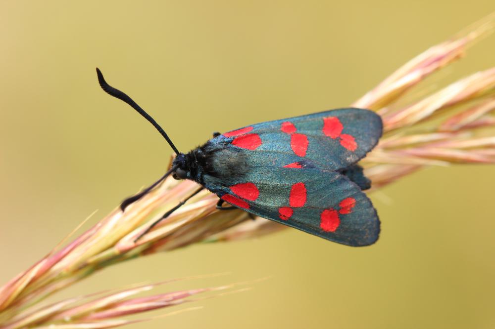 Zygène du Pied-de-Poule (La), Zygène des Lotiers ( Zygaena filipendulae (Linnaeus, 1758)