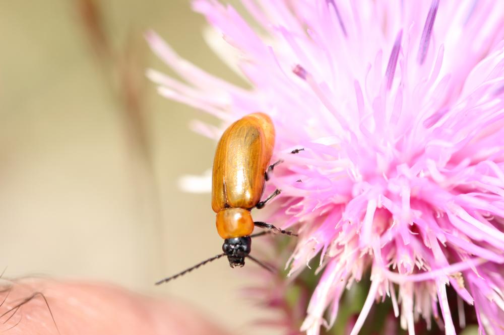 Lupérus portugais Exosoma lusitanicum (Linnaeus, 1767)
