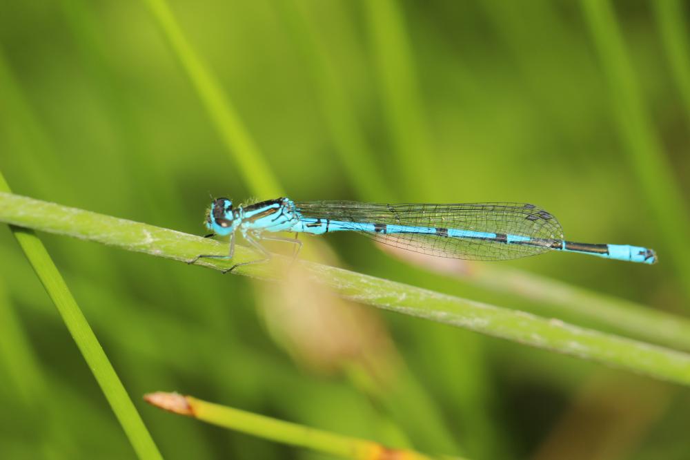 Agrion jouvencelle Coenagrion puella (Linnaeus, 1758)