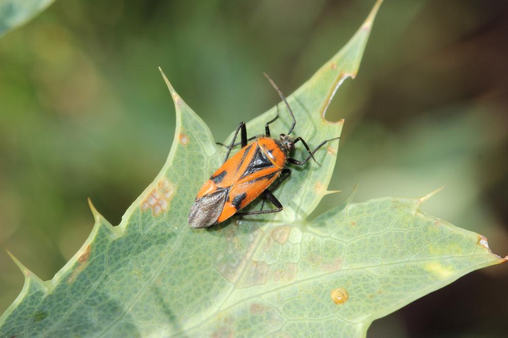 Brachycoleus triangularis (Goeze, 1778)