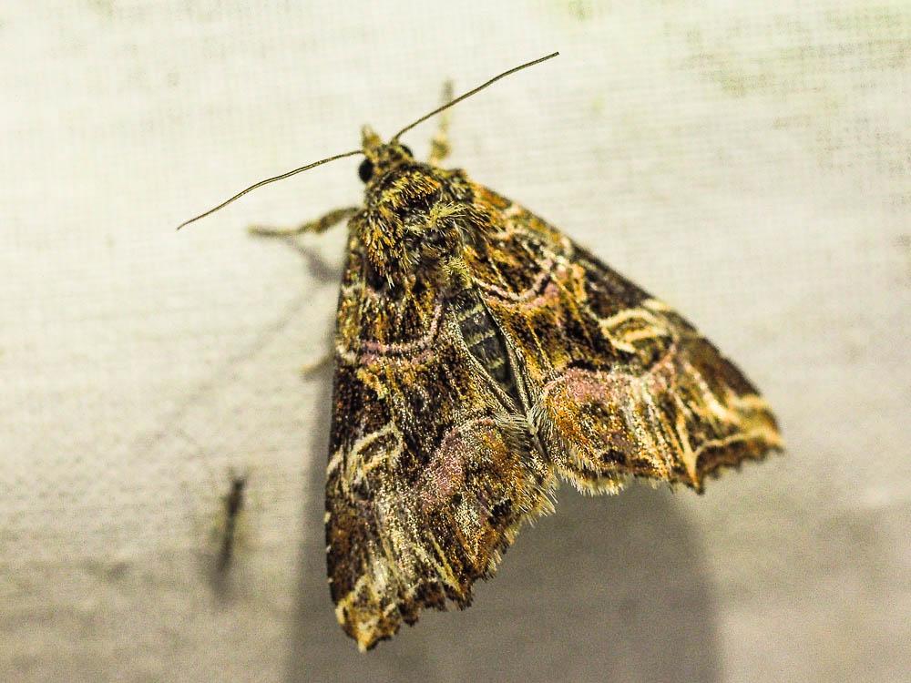 Noctuelle de la Fougère (La) Callopistria juventina (Stoll, 1782)
