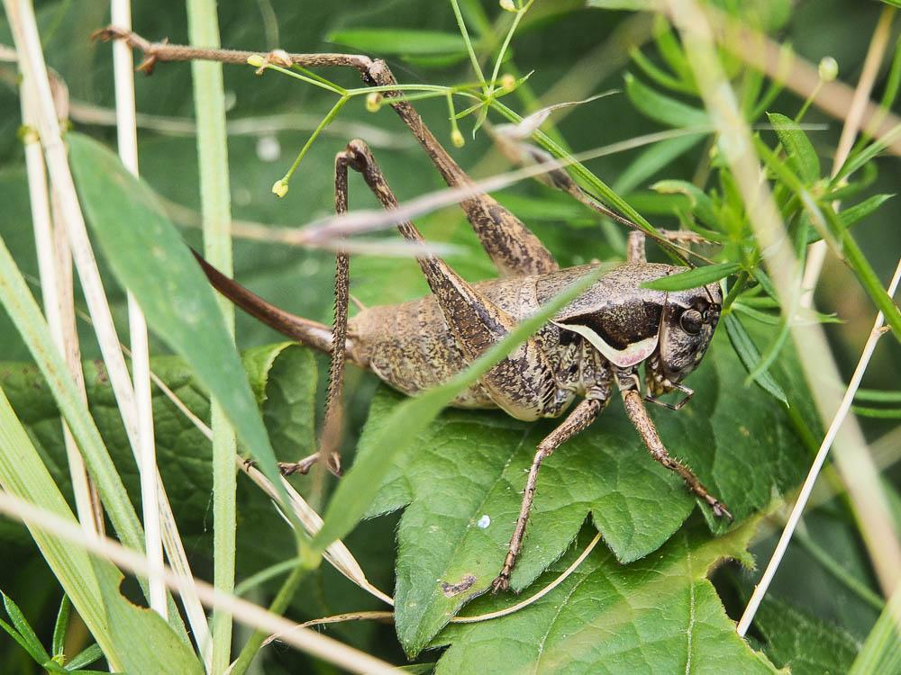 Decticelle des roselières , Decticelle des friches Pholidoptera femorata (Fieber, 1853)