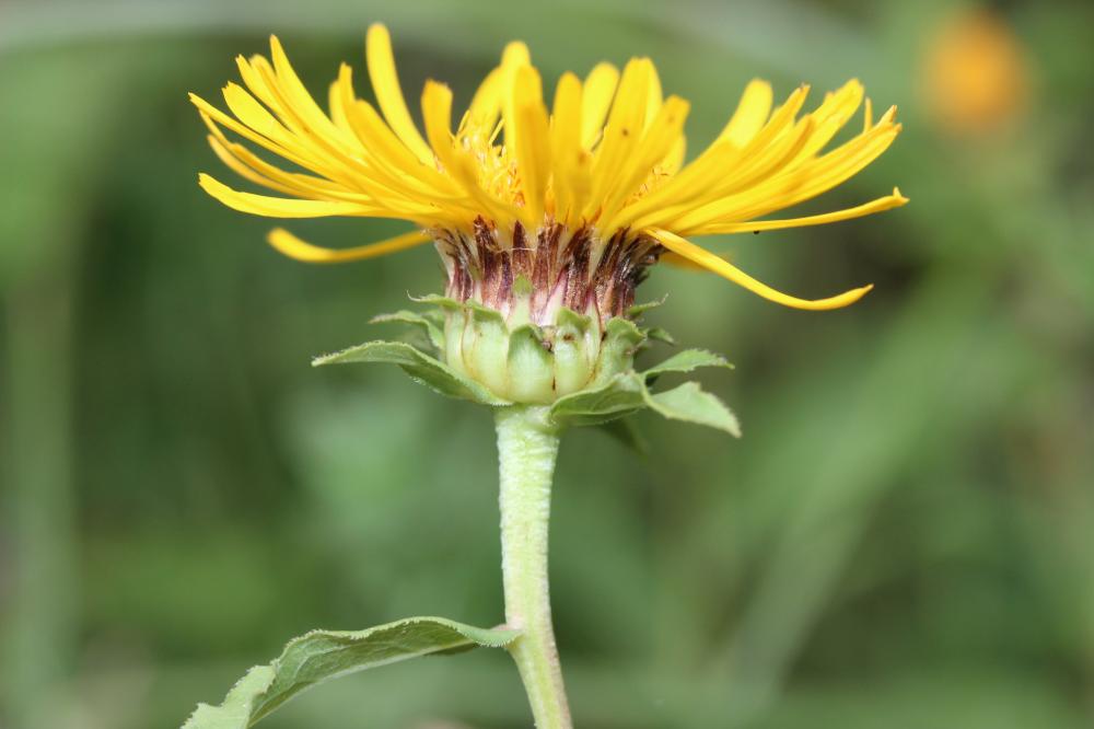 Inule à feuilles de saule Inula salicina L., 1753