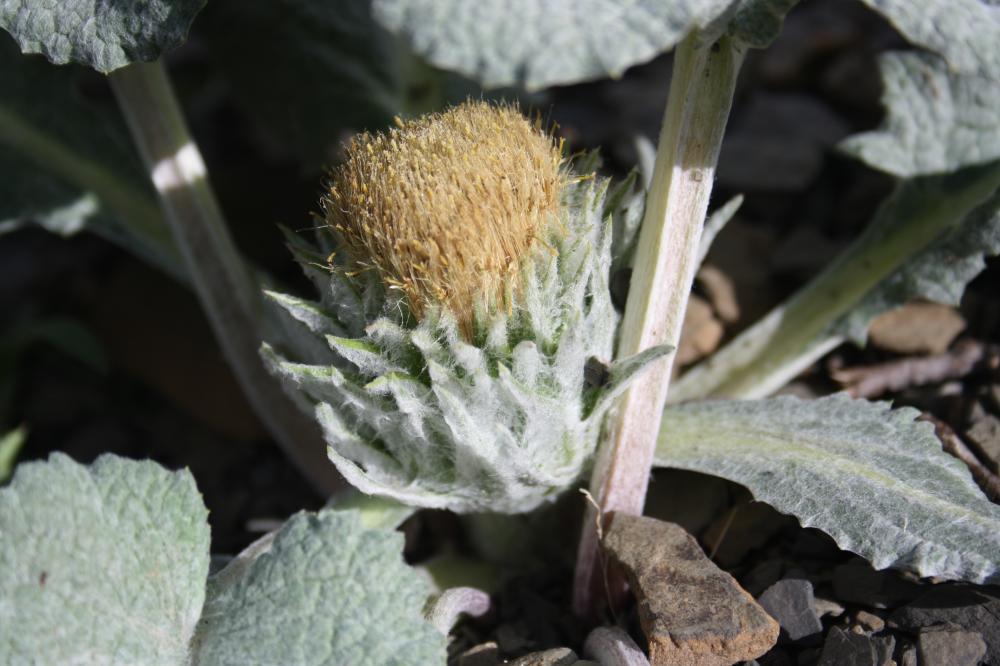 Bérardie laineuse Berardia lanuginosa (Lam.) Fiori, 1904