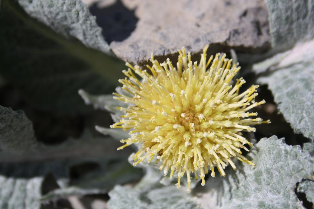 Bérardie laineuse Berardia lanuginosa (Lam.) Fiori, 1904