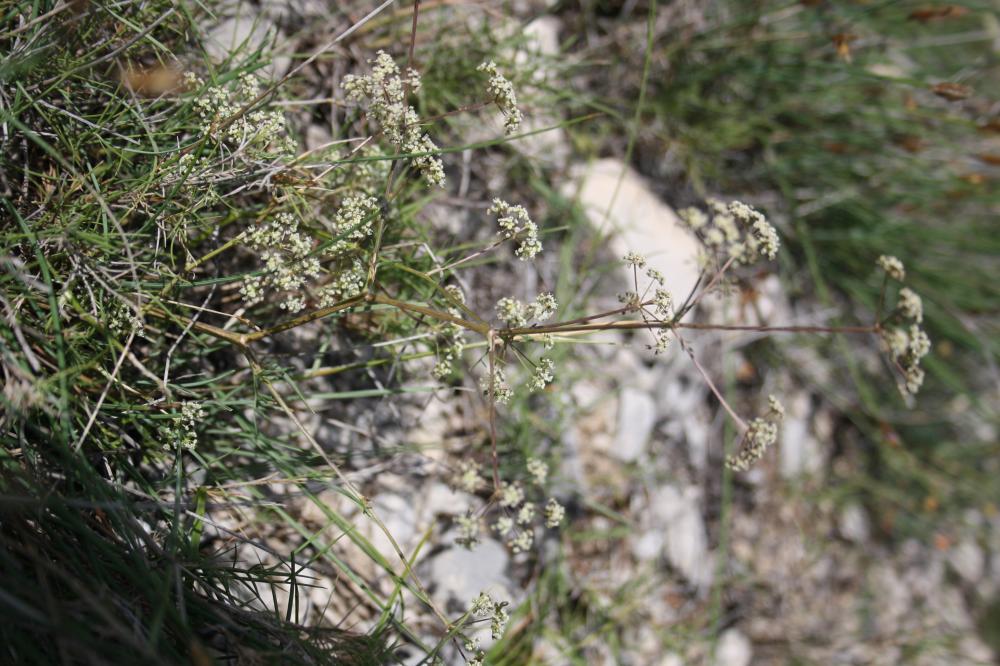 Trinie commune, Trinie glauque, Trinia vulgaire Trinia glauca (L.) Dumort., 1827