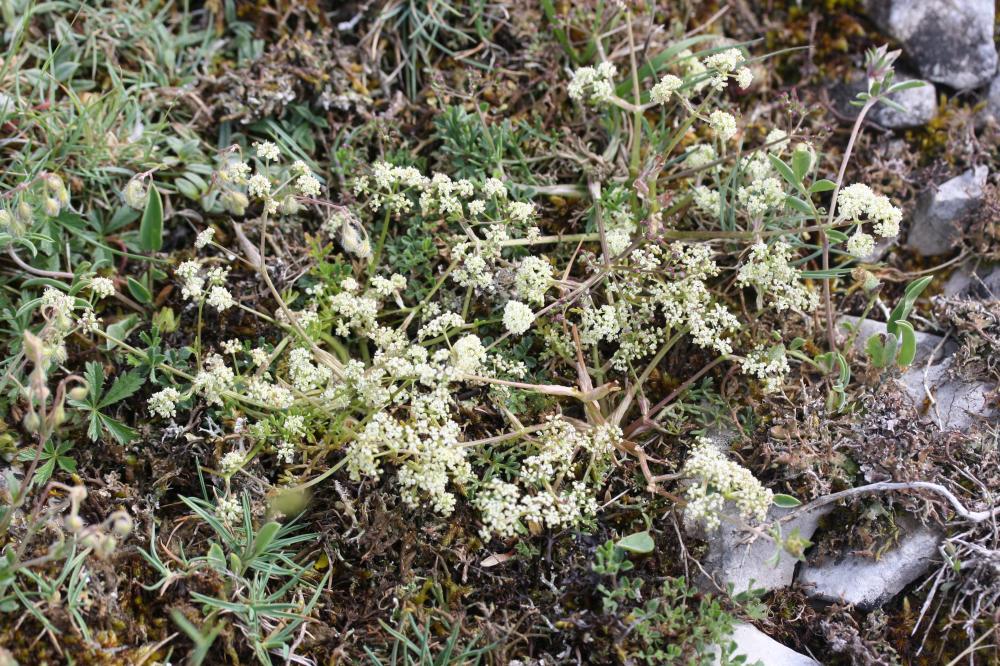 Trinie commune, Trinie glauque, Trinia vulgaire Trinia glauca (L.) Dumort., 1827