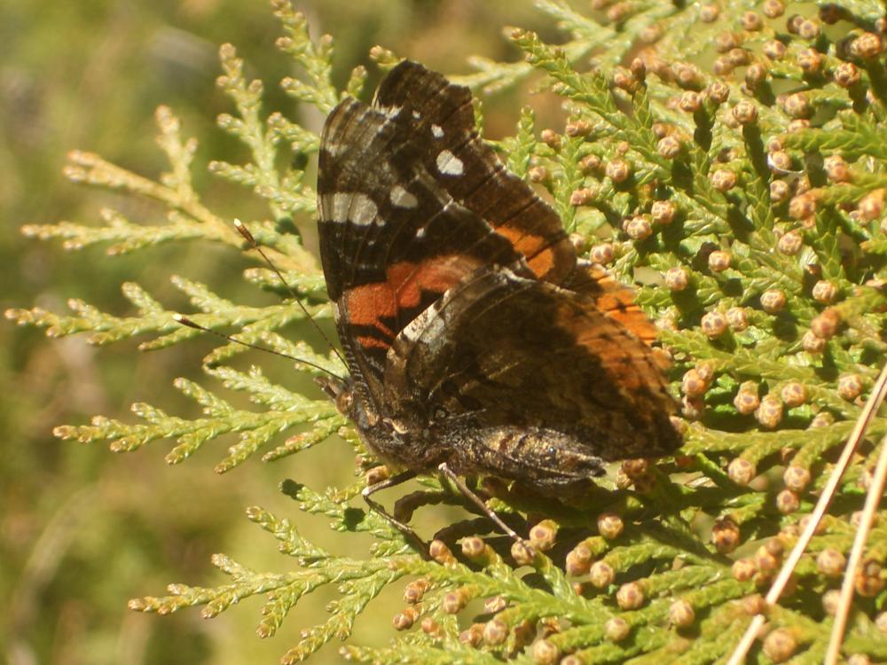 Vulcain (Le), Amiral (L'), Vanesse Vulcain (La), C Vanessa atalanta (Linnaeus, 1758)