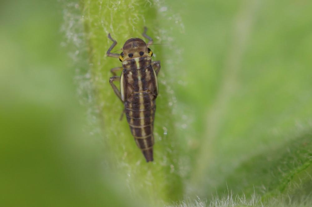 Cicadelle verte Cicadella viridis (Linnaeus, 1758)