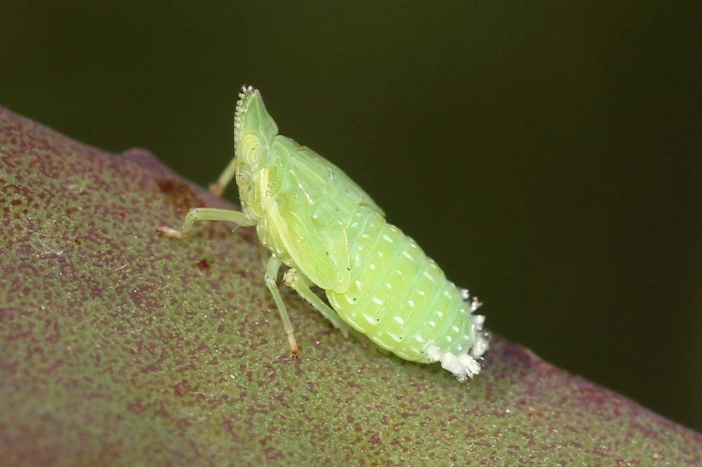 Dictyophore européen, Fulgore d'Europe Dictyophara europaea (Linnaeus, 1767)