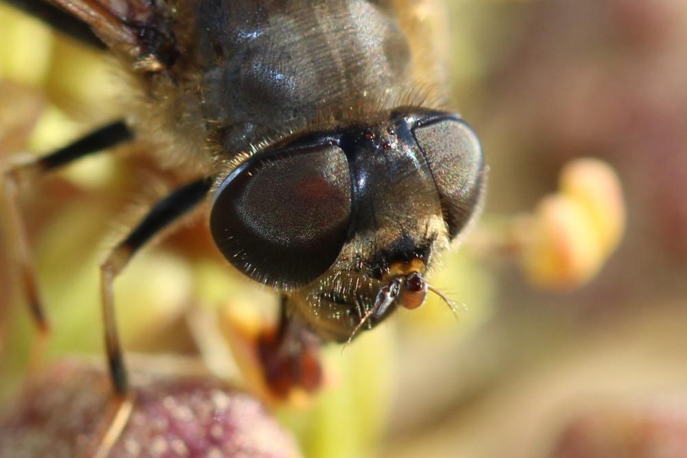 Eristalis similis (Fallén, 1817)