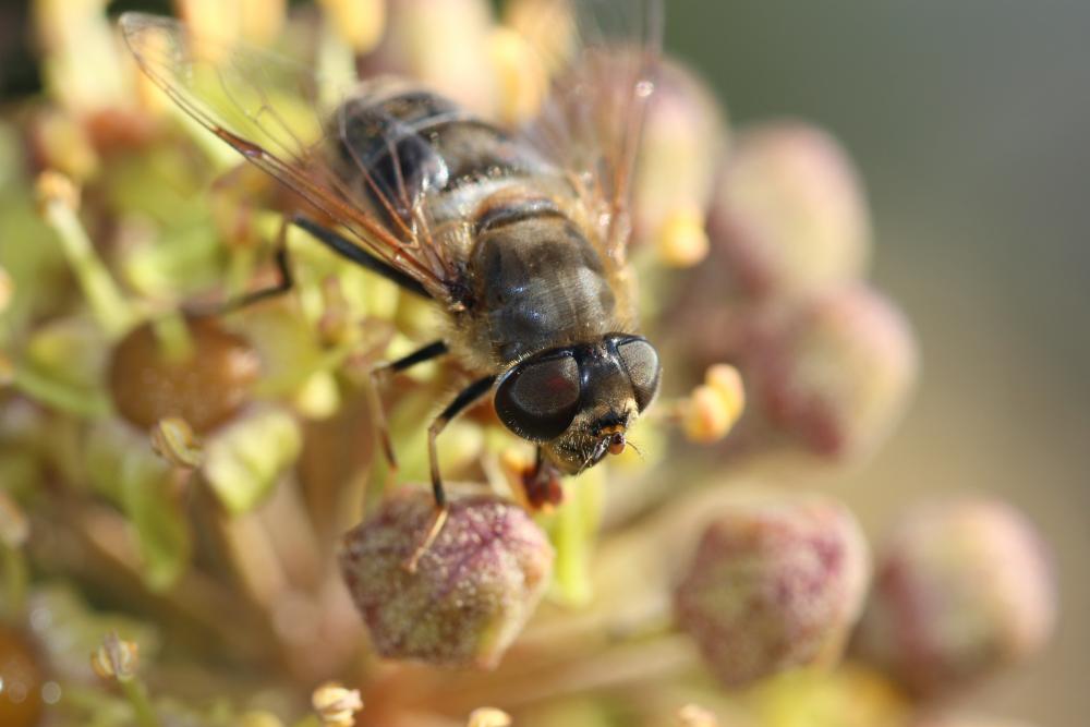 Eristalis similis (Fallén, 1817)