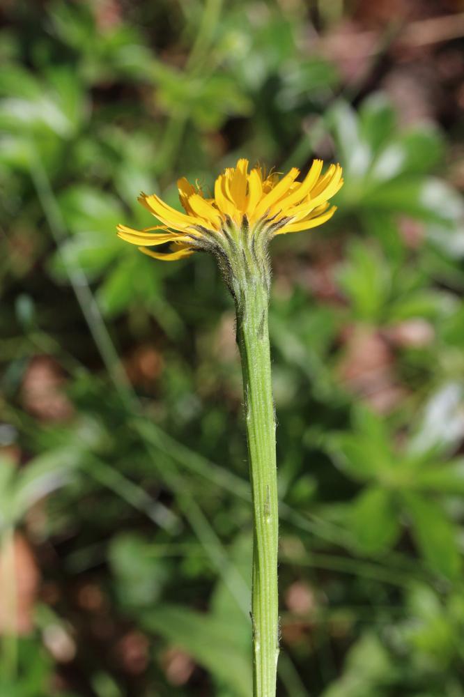 Liondent des Pyrénées Scorzoneroides pyrenaica (Gouan) Holub, 1977