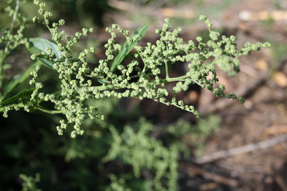 Chénopode à feuilles de Stramoine Chenopodiastrum hybridum (L.) S.Fuentes, Uotila & Borsch, 2012