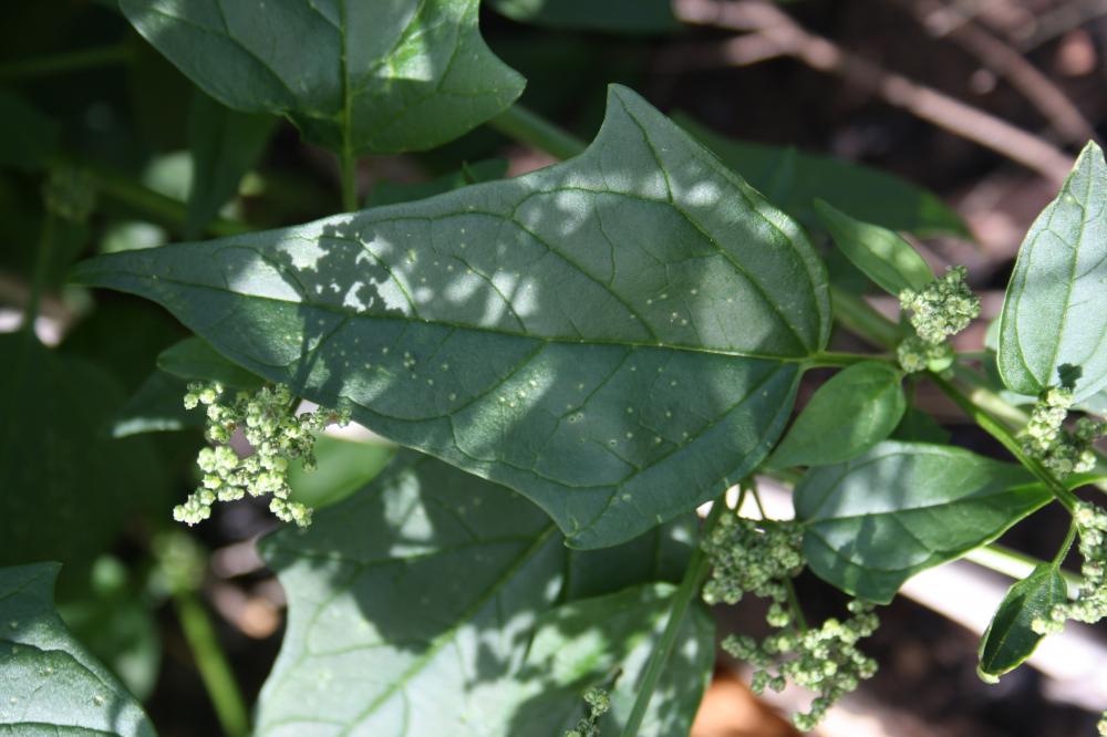 Chénopode à feuilles de Stramoine Chenopodiastrum hybridum (L.) S.Fuentes, Uotila & Borsch, 2012