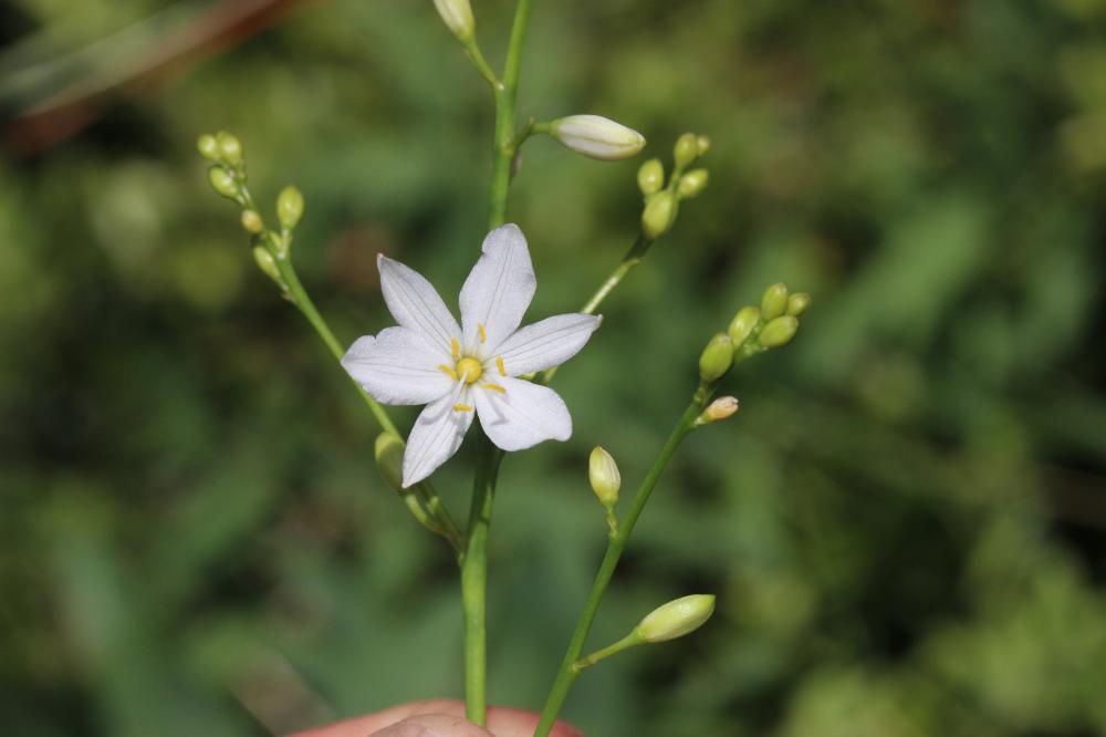 Phalangère rameuse, Anthéricum ramifié Anthericum ramosum L., 1753