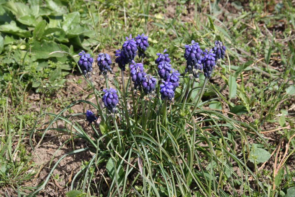Muscari à grappes, Muscari négligé Muscari neglectum Guss. ex Ten., 1842