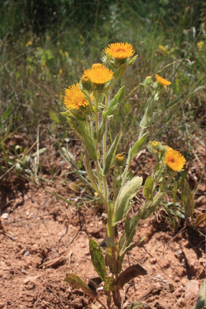 Inule faux-hélénium, Inule fausse-aunée Inula helenioides DC., 1815