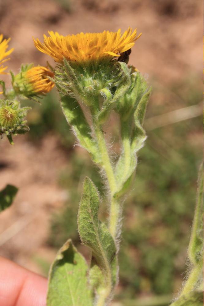 Inule faux-hélénium, Inule fausse-aunée Inula helenioides DC., 1815