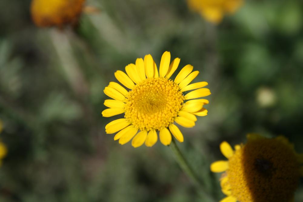 Anthémis des teinturiers, Cota des teinturiers Cota tinctoria (L.) J.Gay ex Guss., 1844