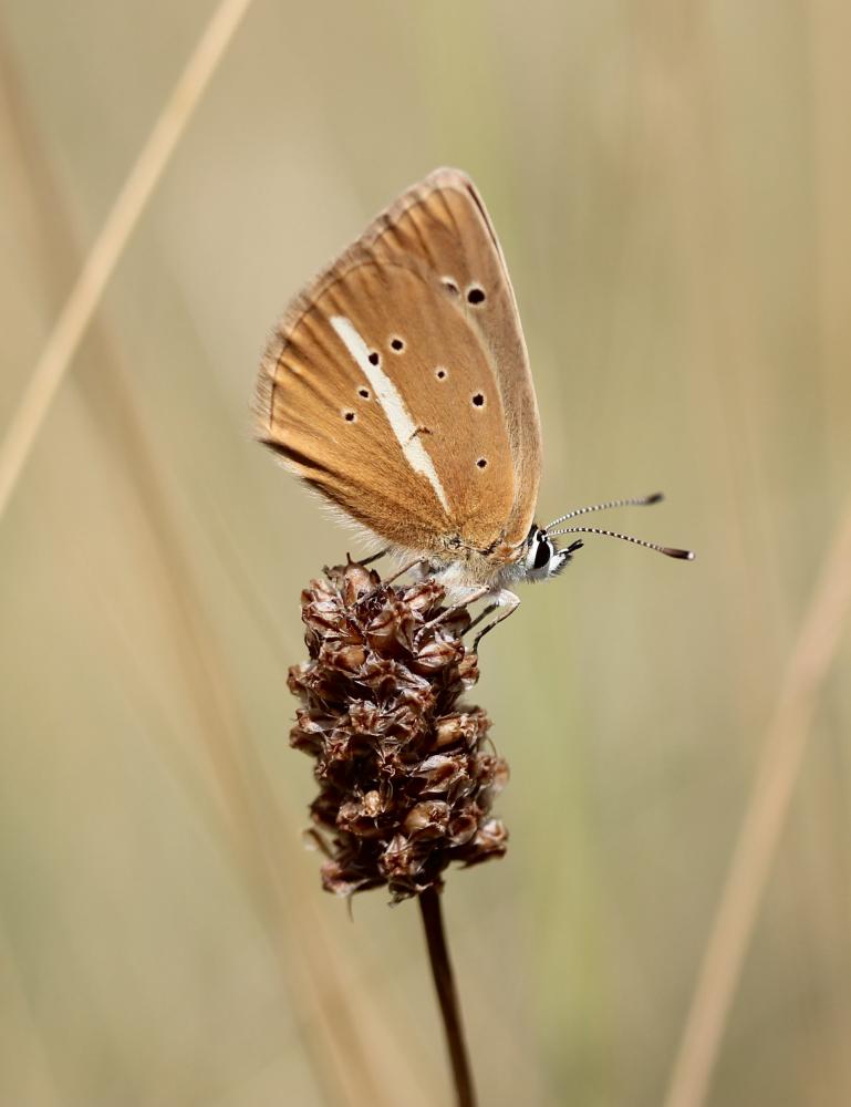 Le Sablé du Sainfoin (Le), Argus du Sainfoin (L'), Ar Polyommatus damon (Denis & Schiffermüller, 1775)