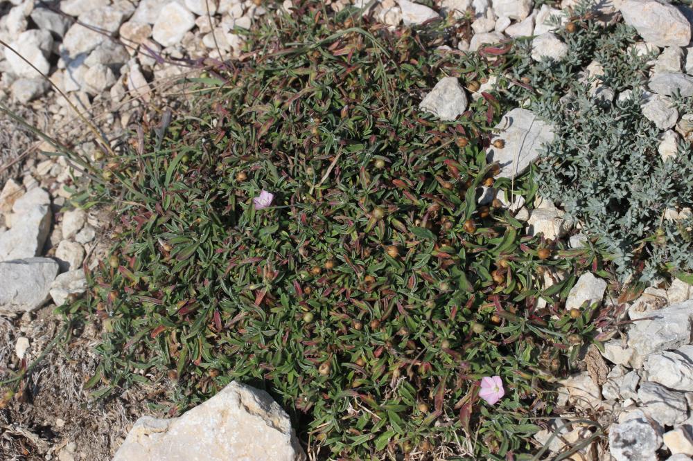 Liseron à rayures parallèles, Liseron rayé Convolvulus lineatus L., 1759