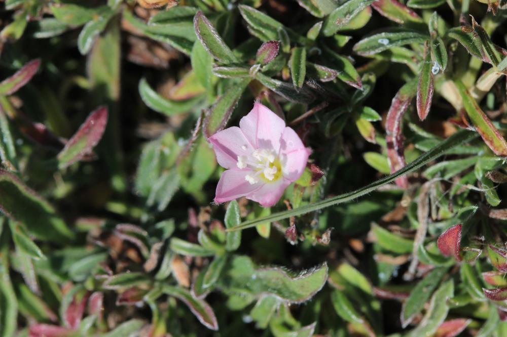 Liseron à rayures parallèles, Liseron rayé Convolvulus lineatus L., 1759