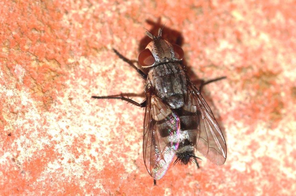 Sphenometopa